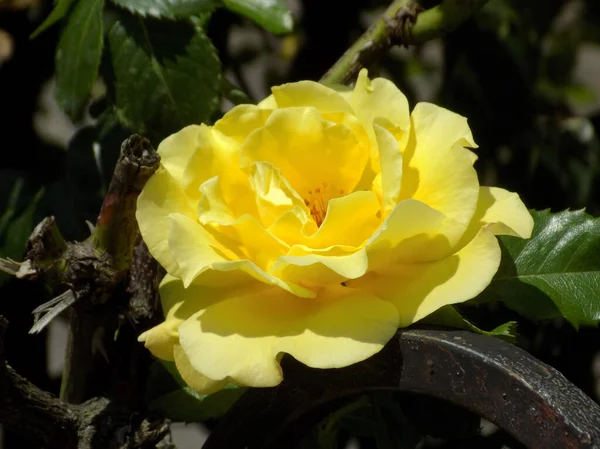 Rose Rosa Género Plantas Con Flores Perteneciente Familia Rose —  Fotos de Stock