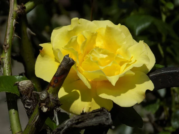 Rosa 是玫瑰科植物的属和文化形式 — 图库照片