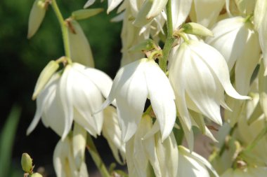 Yucca (Yucca), Agave familyasından bir bitki cinsidir.