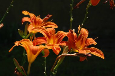 Lily (Lilium, Ukraynalı halk ismi Lily) 