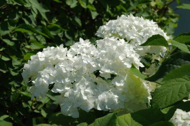 Hydrangea (Hydrangea) is a genus of flowering plants of the Hydrangea family