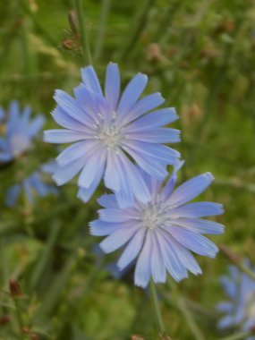  Centaurea, Saster familyasından bir bitki cinsidir.         