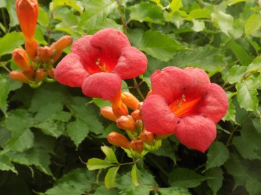 Campsis, Bignoniaceae (Bignoniaceae) familyasından bir yaprak sarmaşığı cinsidir.)  