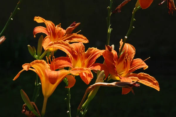 Lily (Lilium, Ukraynalı halk ismi Lily) 