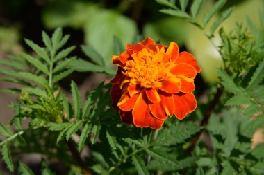 Kadife çiçekleri (