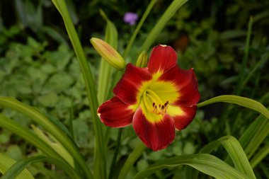Lily (Lilium, Ukraynalı halk ismi Lily)  