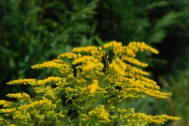 Golden Cowl Canadian (Latin Solidgo canadnsis), bloom, family astropeus, flowers, general view, genus goldenrod, green, leaves, or composite, taç yaprakları, plant, weed, wild, yellow
