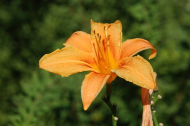 Lily (Lilium, Ukraynalı halk ismi Lily)  