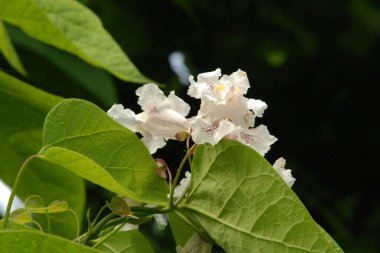 Katalpa, Afrika kıtasında bulunan bir ağaç cinsidir.. 