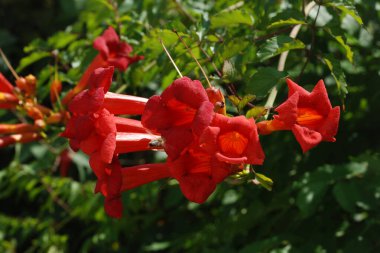 Campsis, Bignoniaceae (Bignoniaceae) familyasından bir yaprak sarmaşığı cinsidir.)