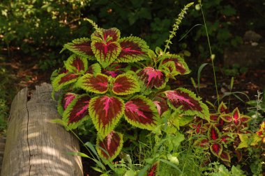 Coleus (Coleus), St. Nettle ailesinin bir bitkisidir.