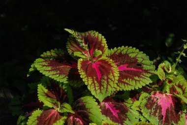 Coleus (Coleus), St. Nettle ailesinin bir bitkisidir.