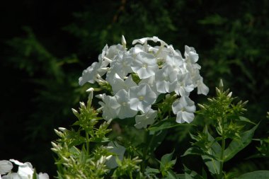 Phlox (lat. Phlox, Polemoniaceae familyasından güzel çiçekli bir bitki cinsidir..