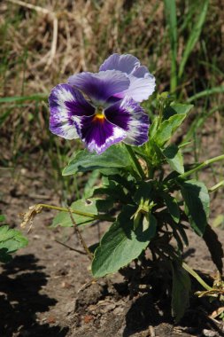 Üç renkli menekşe, vahşi nonoş (Viola üç renkli L.)