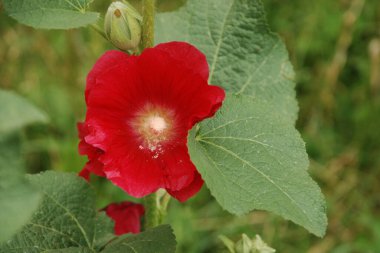 Malva, veya mallow (lat. Mlva)   