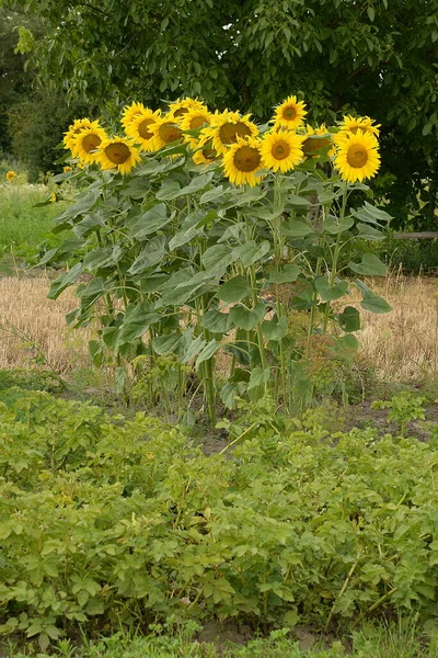 Common Sunflower Helinthus Nnuus Annual Sunflower Oil Sunflower — Stock Photo, Image