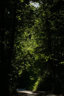 Eski sonbahar ormanı, genel manzara