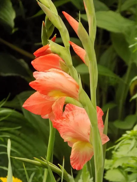 Kosariki Gladiolus Gladiolus — Stock Photo, Image
