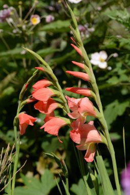 Kosariki veya gladiolus (Gladiolus)) 