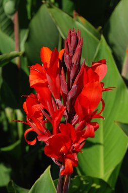 Canna, kana (Canna), Cannaceae familyasından tek bir bitki cinsidir.