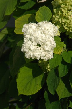 Hydrangea (Hydrangea) is a genus of flowering plants of the Hydrangea family