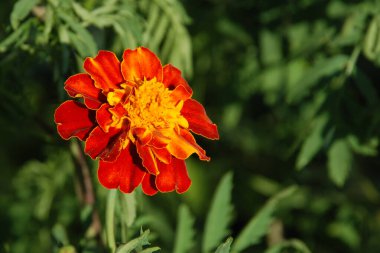 Kadife çiçekleri (