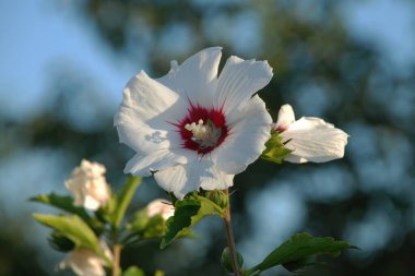 Malva, veya mallow (lat. Mlva)