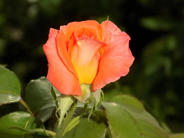 Rose (Rosa L.) is a genus and cultural form of plants of the rose family