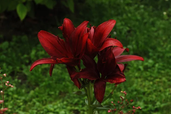 Lily (Lilium, Ukrainian folk name lily)