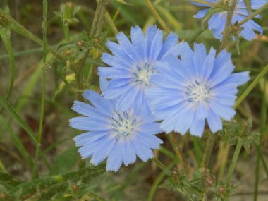 Centaurea, Saster familyasından bir bitki cinsidir.