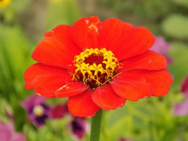 Zinnia (lat. Znnia, Asteraceae familyasının yıllık ve daimi bitki cinsi.