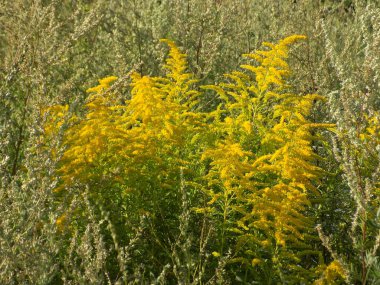 Golden Cowl Canadian (Latin Solidgo canadnsis), bloom, family astropeus, flowers, general view, genus goldenrod, green, leaves, or composite, taç yaprakları, plant, weed, wild, yellow