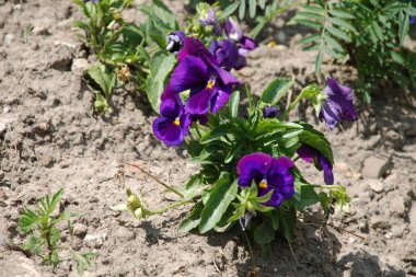 Üç renkli menekşe, vahşi nonoş (Viola üç renkli L.)