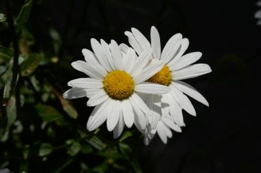 Chamomile or chamomile is a genus of annual, highly branched plants