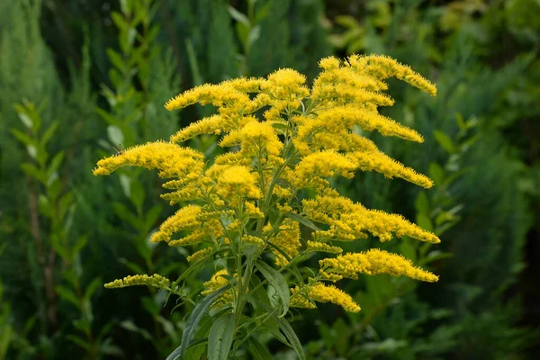 Golden Cowl Canadian Latin Solidgo Canadnsis Bloom Family Astropeus Flowers — Stock Photo, Image