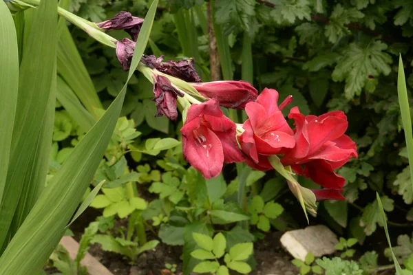 Kosariki Gladiolus Gladiolus — ストック写真