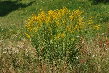 Golden Cowl Canadian (Latin Solidgo canadnsis), bloom, family astropeus, flowers, general view, genus goldenrod, green, leaves, or composite, taç yaprakları, plant, weed, wild, yellow