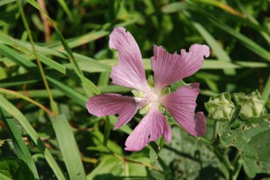 Lavatera thuringia, sıradan köpek gülü (Lavatera Thuringiaca)