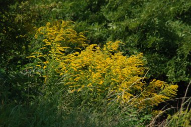 Golden Cowl Canadian (Latin Solidgo canadnsis), bloom, family astropeus, flowers, general view, genus goldenrod, green, leaves, or composite, taç yaprakları, plant, weed, wild, yellow