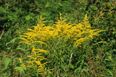 Golden Cowl Canadian (Latin Solidgo canadnsis), bloom, family astropeus, flowers, general view, genus goldenrod, green, leaves, or composite, taç yaprakları, plant, weed, wild, yellow