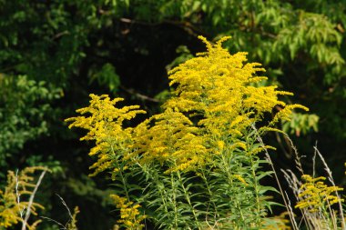 Golden Cowl Canadian (Latin Solidgo canadnsis), bloom, family astropeus, flowers, general view, genus goldenrod, green, leaves, or composite, taç yaprakları, plant, weed, wild, yellow