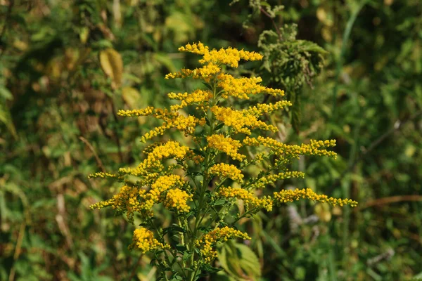 Golden Cowl Canadian Latin Solidgo Canadnsis Bloom Family Astropeus Flowers — Photo