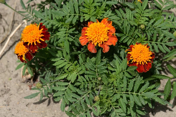 Kadife Çiçekleri Marigoldlar Kadife Çiçekleri Familyasının Geleneksel Otçul Bitkilerindendir — Stok fotoğraf