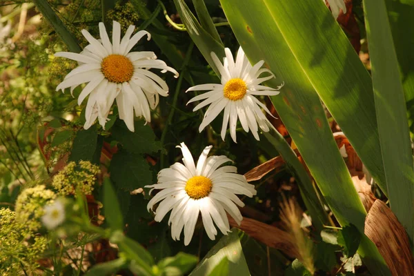 Manzanilla Manzanilla Género Plantas Anuales Altamente Ramificadas — Foto de Stock