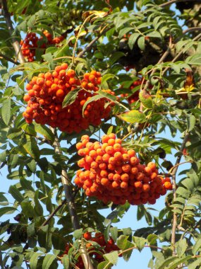 Yaygın dağ külleri (Sorbus aucuparia)         