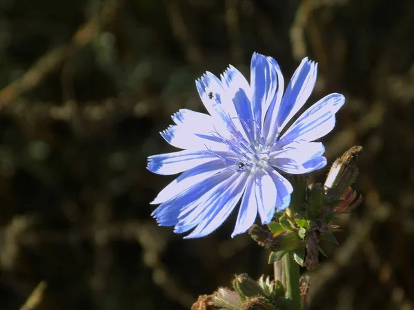  Centaurea, Saster familyasından bir bitki cinsidir.         