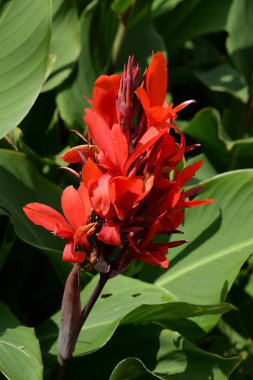 Canna, kana (Canna) is a single genus of plants of the monotypic Cannaceae family  