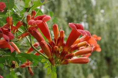 Campsis, Bignoniaceae (Bignoniaceae) familyasından bir yaprak sarmaşığı cinsidir.) 