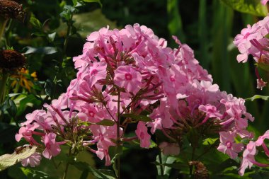 Phlox (lat. Phlox, Polemoniaceae familyasından güzel çiçekli bir bitki cinsidir..