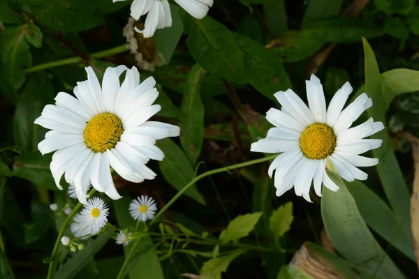 Chamomile Chamomile Genus Annual Highly Branched Plants — 스톡 사진
